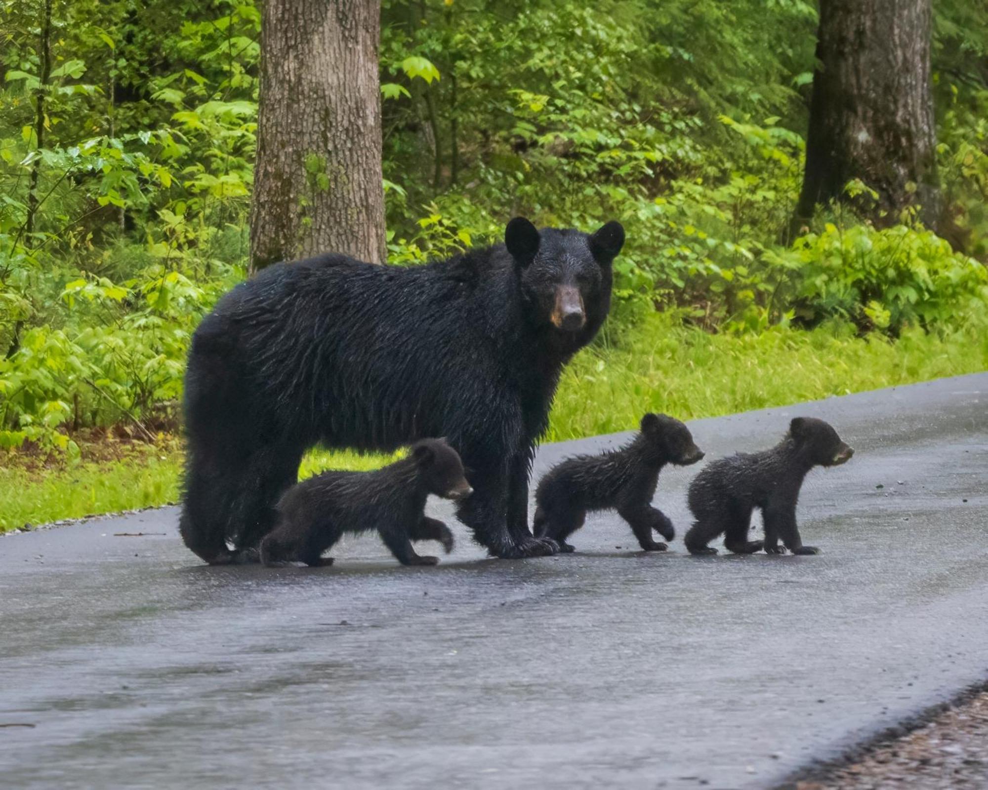 Papa Bear, Hot Tub, Wifi, 1089 Free Tickets Each Paid Day, Dollywood And More Sevierville Exterior foto